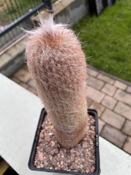 Espostoa lanata